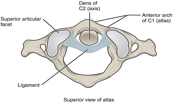 Diagram of Atlantoaxial joint