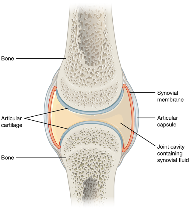 Diagram of Synovial joints.