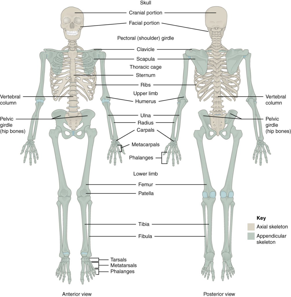 Axial and appendicular skeletons