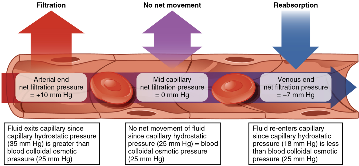 what does capillary exchange involve at isla leahy... 6.8 Capillary Exchange – SBV Fundamentals of Anatomy and Physiology