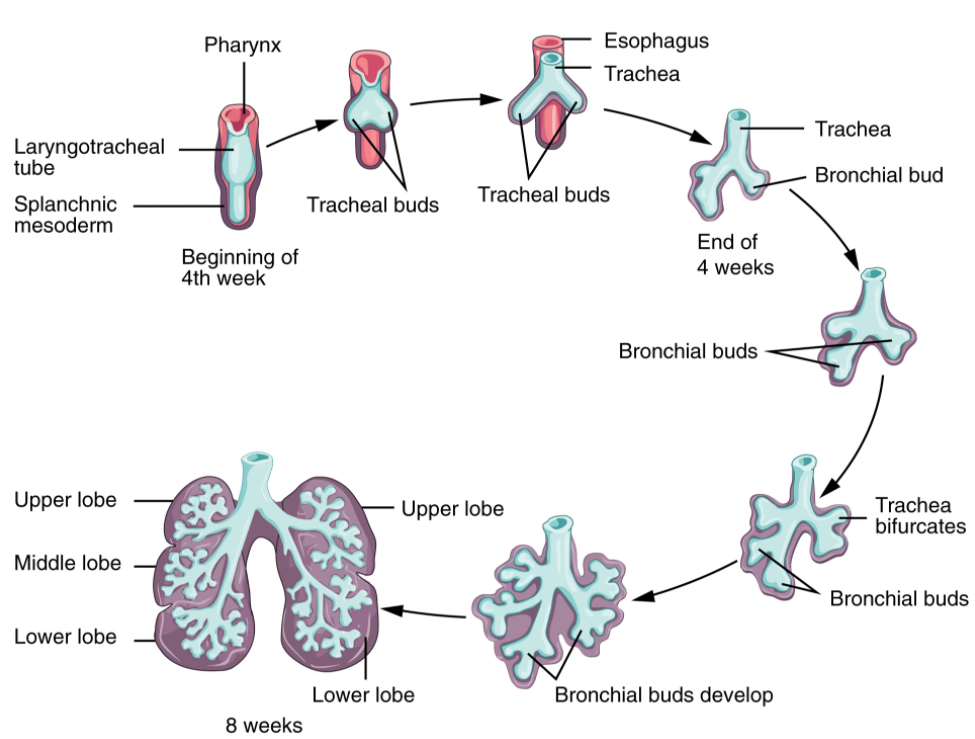 diagram of the development of lower respiratory system