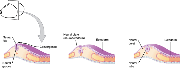 Diagram of Early embryonic development of nervous system