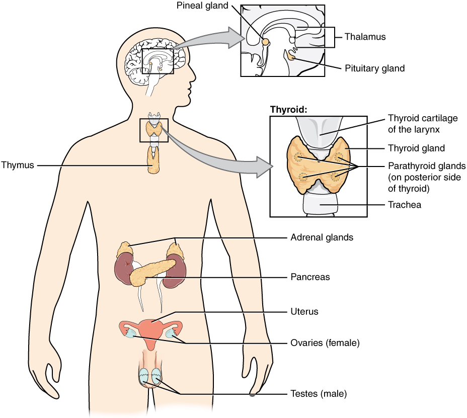 Diagram of endocrine system