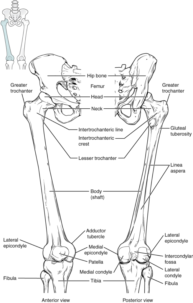 Diagram of femur and patella