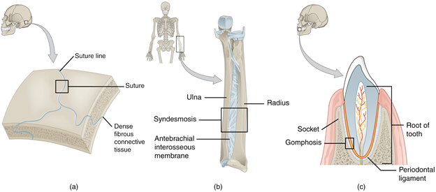 Diagram of fibrous joints