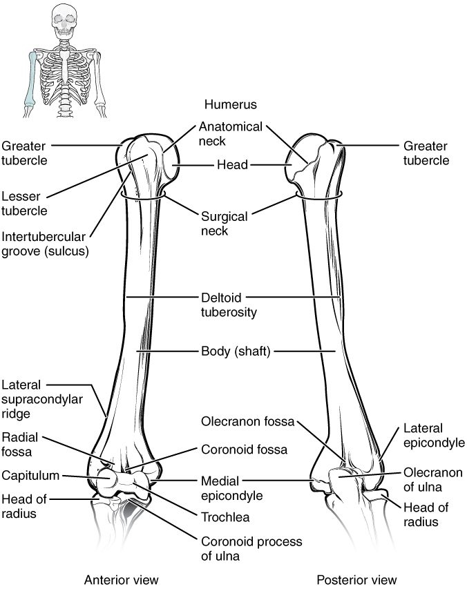 Diagram of Humorous and elbow joint.