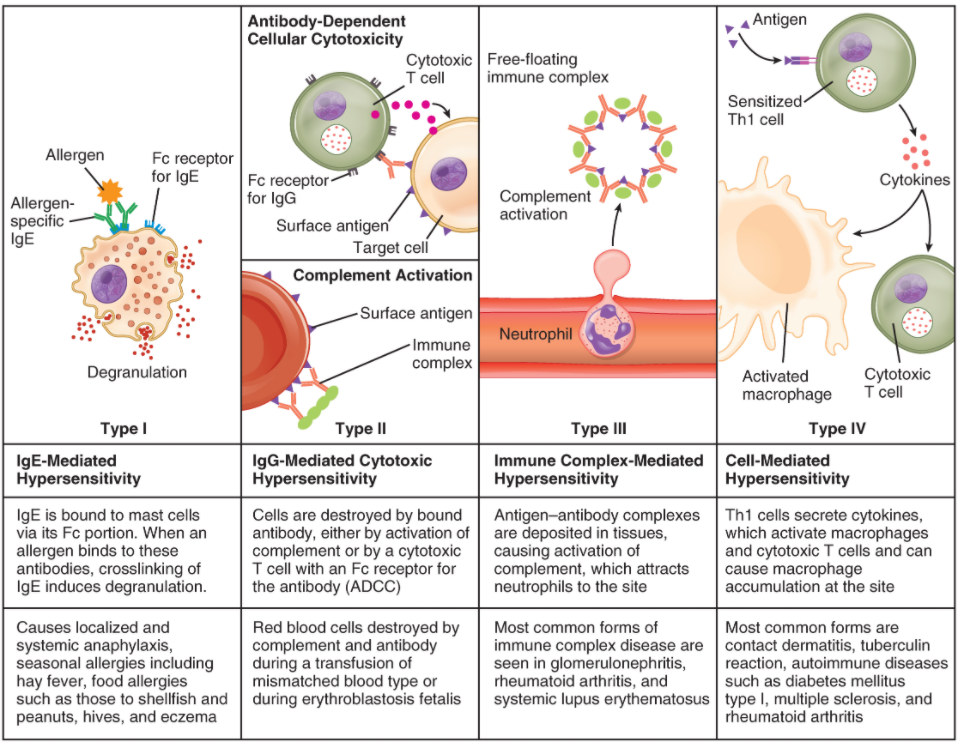 Immune hypersensitivity. Components of the immune system cause four types of hypersensitivity. Notice that types I–III are B cell mediated, whereas type IV hypersensitivity is exclusively a T cell phenomenon.