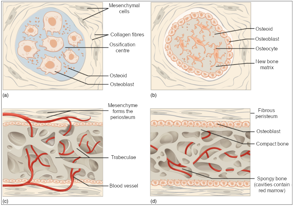 (a) Mesenchymal cells group into clusters, and ossification centres form. (b) Secreted osteoid traps osteoblasts, which then become osteocytes. (c) Trabecular matrix and periosteum form. (d) Compact bone develops superficial to the trabecular bone, and crowded blood vessels condense into red marrow.