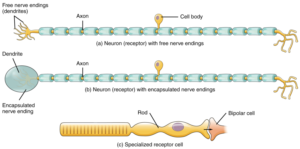 Receptor classification by cell type. Receptor cell types can be classified based on their structure. Sensory neurons can have either (a) free nerve endings or (b) encapsulated endings. Photoreceptors in the eyes, such as rod cells, are examples of (c) specialised receptor cells.