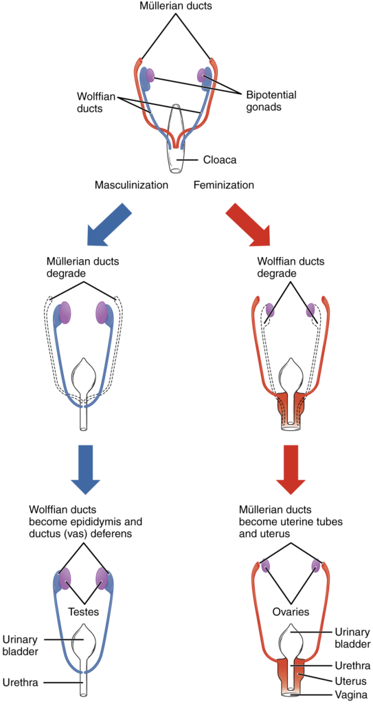 Diagram of Sexual differentiation between male and female