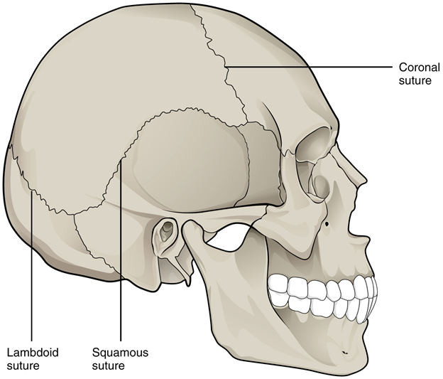 Suture joints of skull.