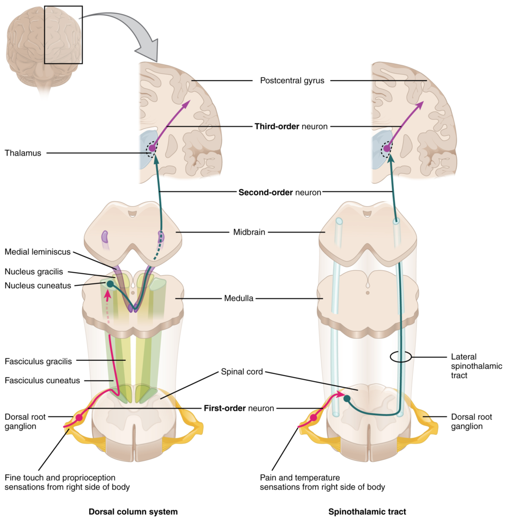 Ascending sensory pathways of the spinal cord.
