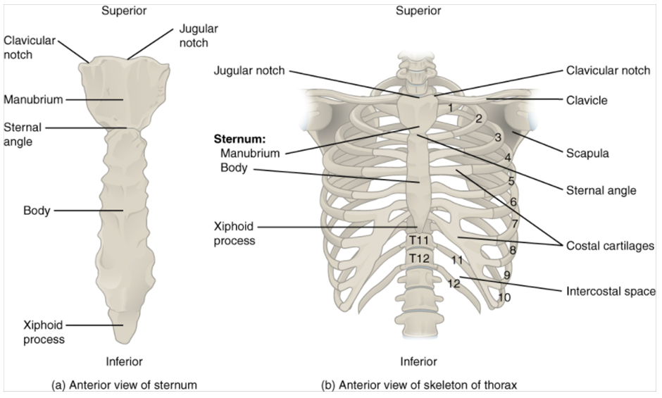 Diagram of Thoracic cage