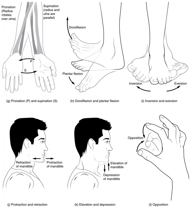 (g) Supination of the forearm turns the hand to the palm forward position in which the radius and ulna are parallel, while forearm pronation turns the hand to the palm backward position in which the radius crosses over the ulna to form an “X.” (h) Dorsiflexion of the foot at the ankle joint moves the top of the foot toward the leg, while plantar flexion lifts the heel and points the toes. (i) Eversion of the foot moves the bottom (sole) of the foot away from the midline of the body, while foot inversion faces the sole toward the midline. (j) Protraction of the mandible pushes the chin forward, and retraction pulls the chin back. (k) Depression of the mandible opens the mouth, while elevation closes it. (l) Opposition of the thumb brings the tip of the thumb into contact with the tip of the fingers of the same hand and reposition brings the thumb back next to the index finger.