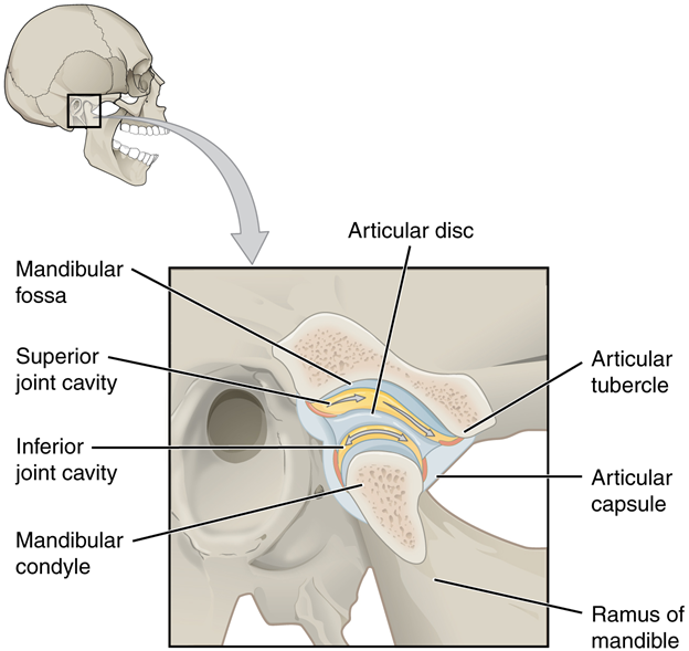 Diagram of Temporomandibular joint.