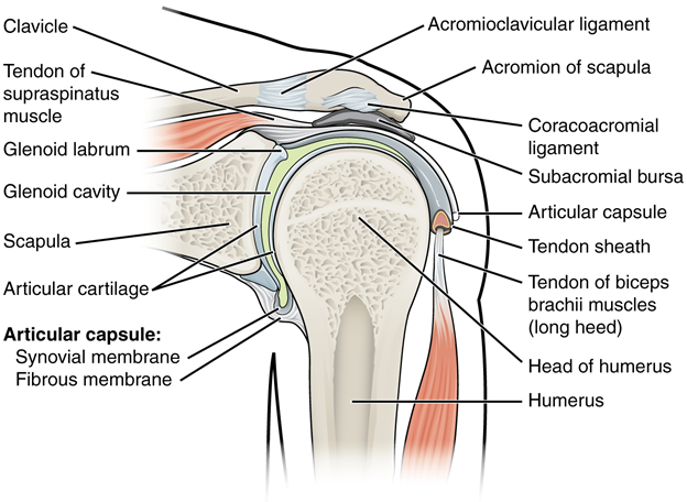 Diagram of Glenohumeral joint.