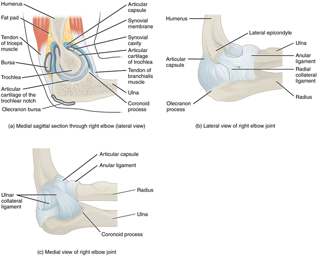 Figure 11.11.4. Elbow joint. (a) The elbow is a hinge joint that allows only for flexion and extension of the forearm. (b) It is supported by the ulnar and radial collateral ligaments. (c) The annular ligament supports the head of the radius at the proximal radioulnar joint, the pivot joint that allows for rotation of the radius.