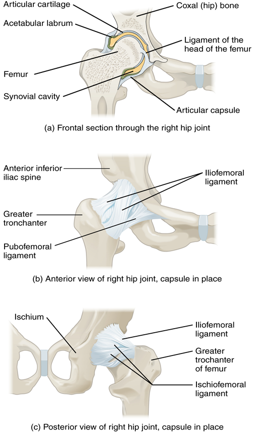 Figure 11.11.5. Hip joint. (a) The ball-and-socket joint of the hip is a multiaxial joint that provides both stability and a wide range of motion. (b–c) When standing, the supporting ligaments are tight, pulling the head of the femur into the acetabulum.