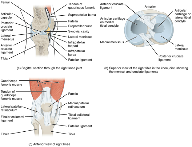 Figure 11.11.6. Knee joint. (a) The knee joint is the largest joint of the body. (b)–(c) It is supported by the tibial and fibular collateral ligaments located on the sides of the knee outside of the articular capsule, and the anterior and posterior cruciate ligaments found inside the capsule. The medial and lateral menisci provide padding and support between the femoral condyles and tibial condyles.