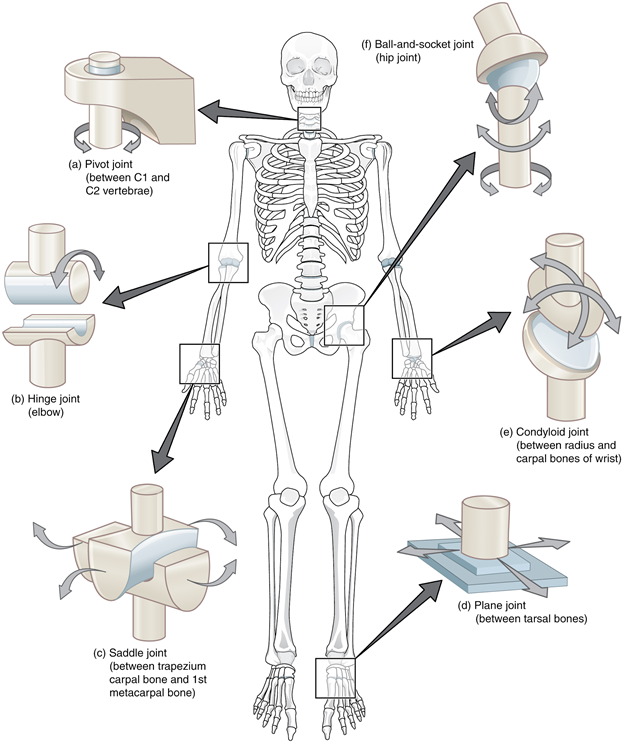 Types of synovial joints. The six types of synovial joints allow the body to move in a variety of ways. (a) Pivot joints allow for rotation around an axis, such as between the first and second cervical vertebrae, which allows for side-to-side rotation of the head. (b) The hinge joint of the elbow works like a door hinge. (c) The articulation between the trapezium carpal bone and the first metacarpal bone at the base of the thumb is a saddle joint. (d) Plane joints, such as those between the tarsal bones of the foot, allow for limited gliding movements between bones. (e) The radiocarpal joint of the wrist is a condyloid joint. (f) The hip and shoulder joints are the only ball-and-socket joints of the body.