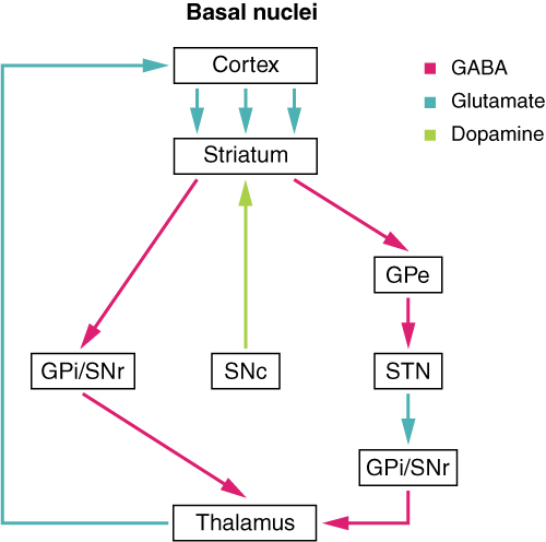 Connections of basal nuclei.