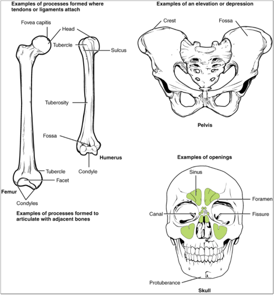 Diagram of features of a bone