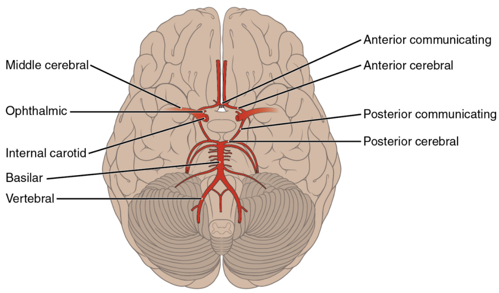 Arteries serving the brain. This inferior view shows the network of arteries serving the brain.
