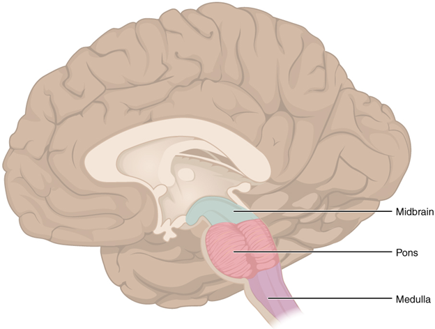 Diagram of brain stem