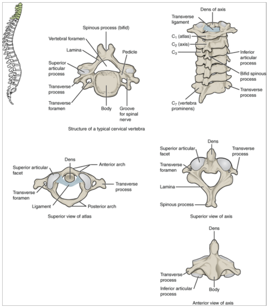 Diagram of Cervical vertebrae