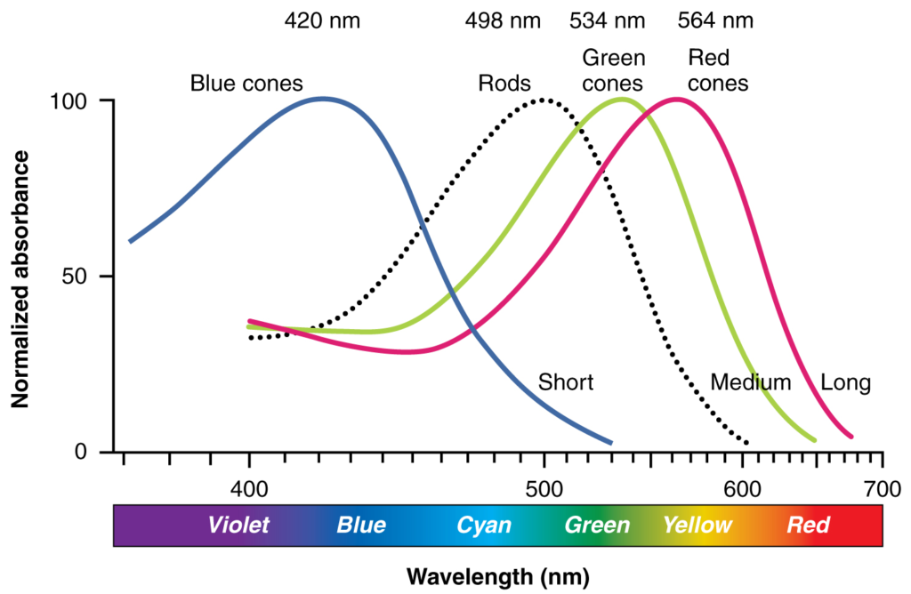 Comparison of colour sensitivity of photopigments in graph
