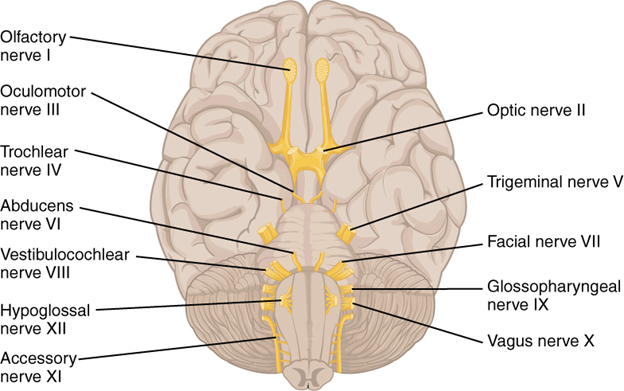 Diagram of cranial nerves