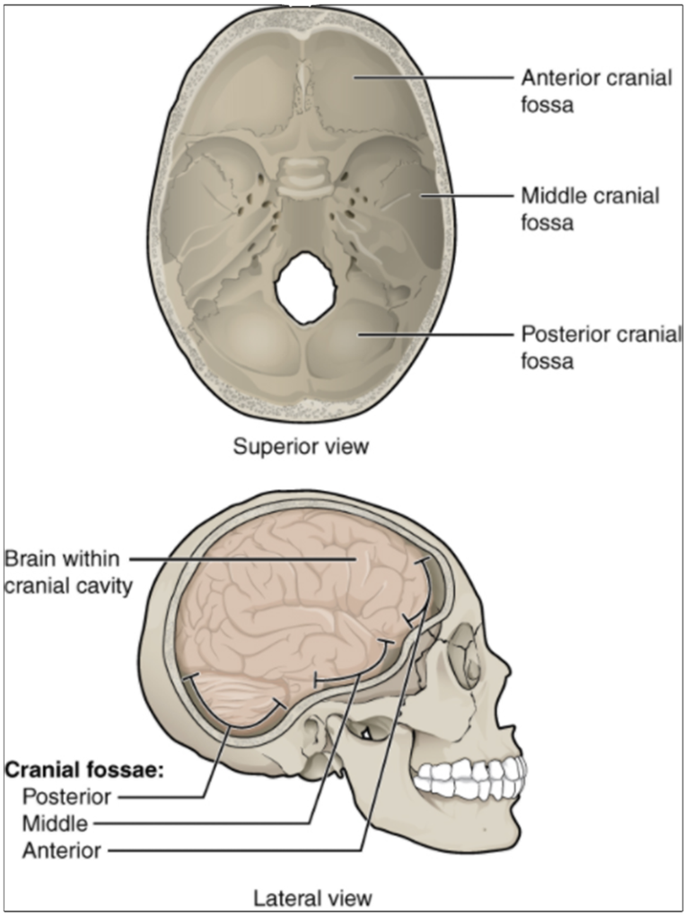 Cranial fossae.