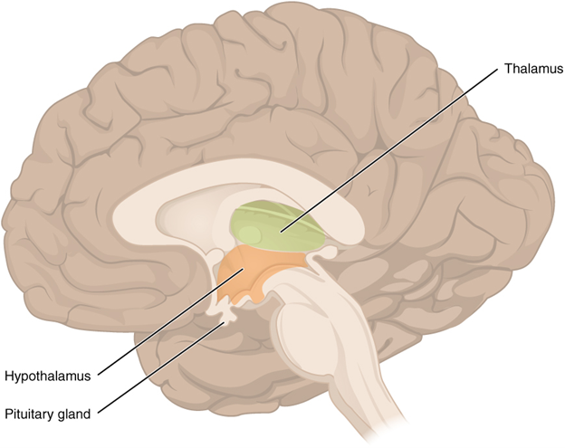 Figure 13.7.6. The diencephalon. The diencephalon is composed primarily of the thalamus and hypothalamus, which together define the walls of the third ventricle. The thalami are two elongated, ovoid structures on either side of the midline that make contact in the middle. The hypothalamus is inferior and anterior to the thalamus, culminating in a sharp angle to which the pituitary gland is attached.