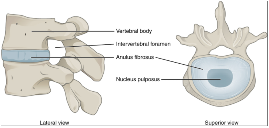 Diagram of Intervertebral disc