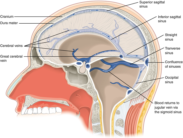 Diagram of Dural sinuses and veins
