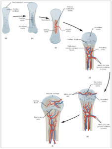 10.4 Bone Formation and Development – SBV Fundamentals of Anatomy and ...