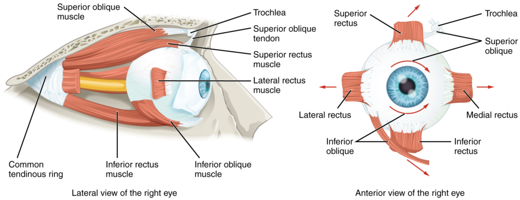 Diagram of Extraocular muscles