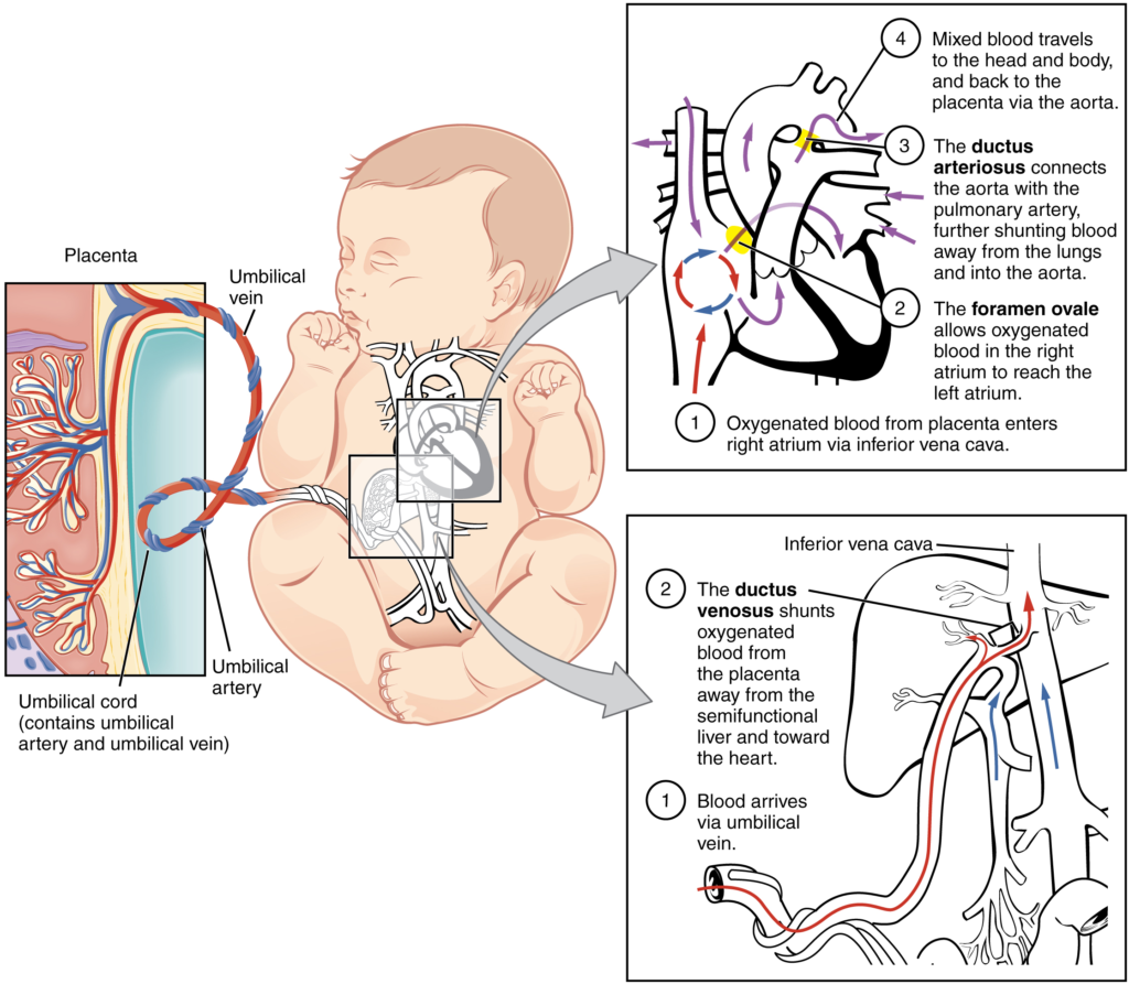 Diagram of Foetal circulatory system