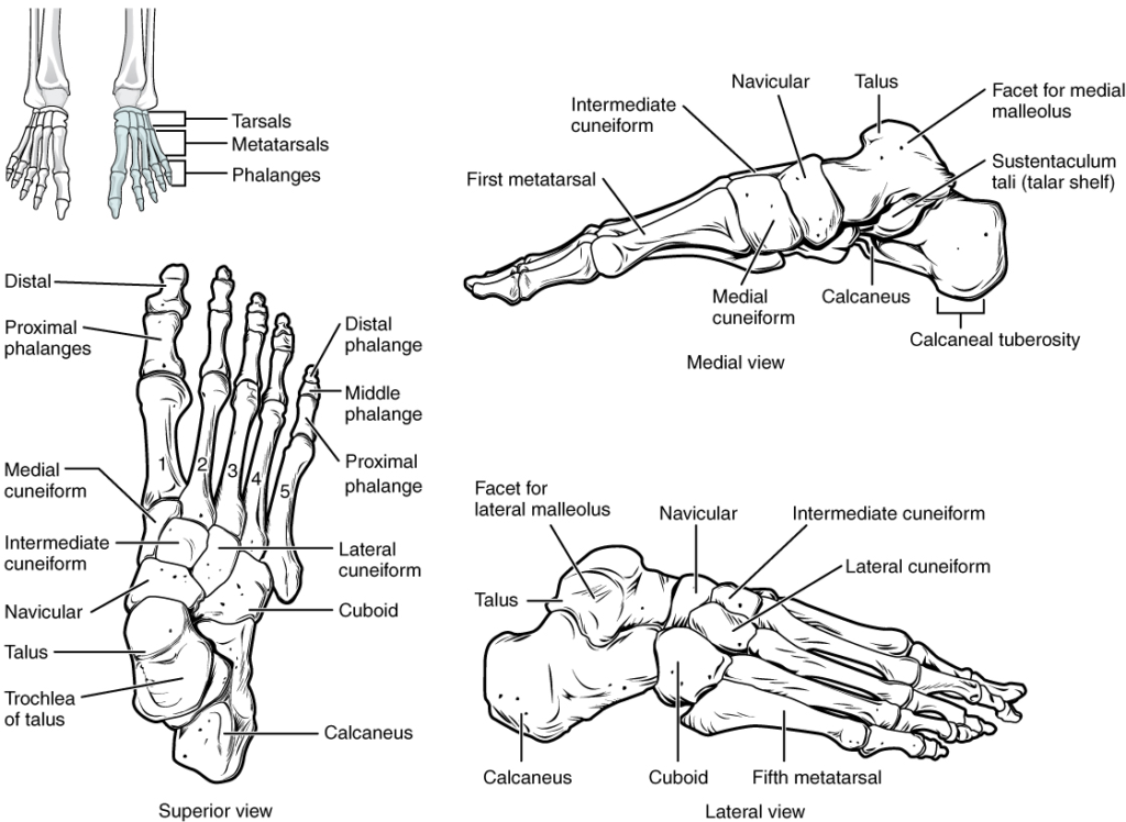 Bones of the foot.