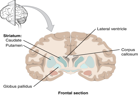 Frontal section of cerebral cortex and basal nuclei