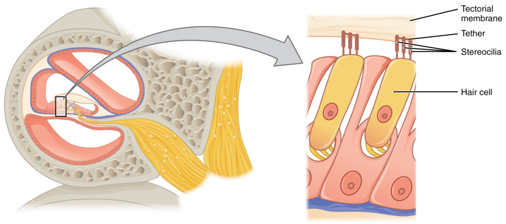 diagram of hair cell