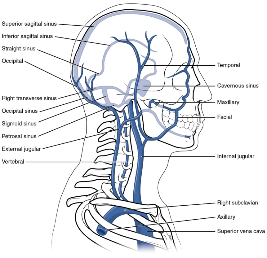 This left lateral view shows the veins of the head and neck, including the intercranial sinuses.