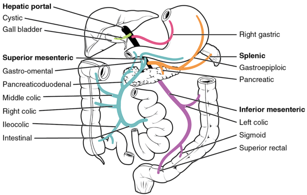 Diagram of Hepatic portal system.
