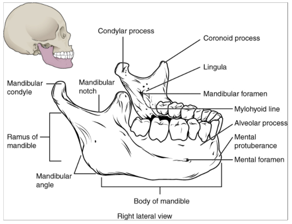 Diagram of Isolated mandible