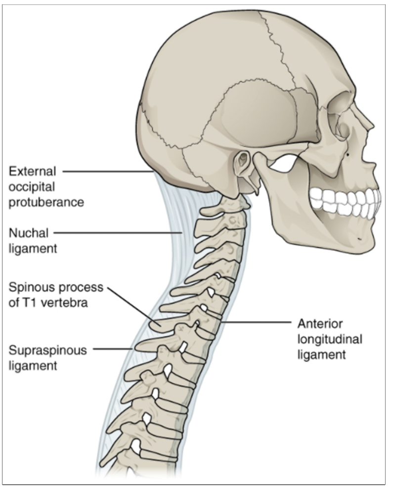 Diagram of Ligaments of vertebral column