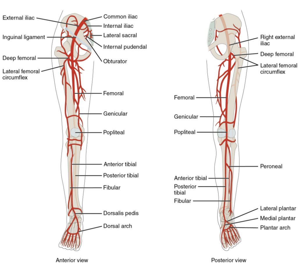 Major arteries serving the lower limb are shown in anterior and posterior views.