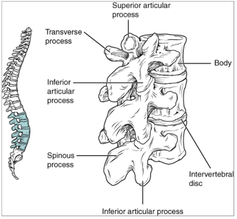 Diagram of Lumbar vertebrae