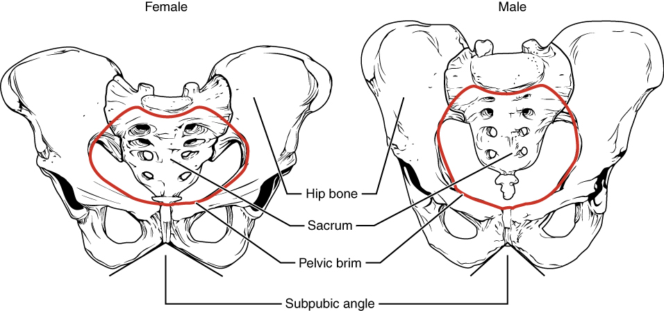 Male and female pelvis.