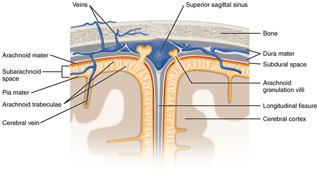 Meningeal layers of superior sagittal sinus