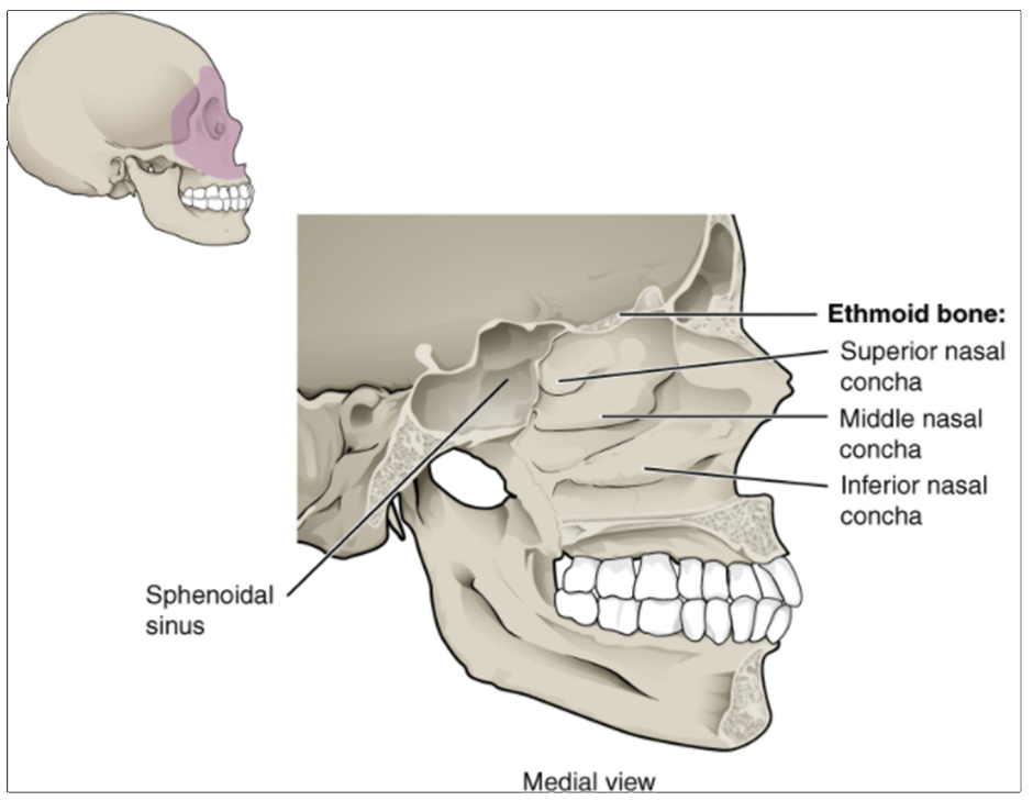 Figure 10.9.11. Lateral wall of nasal cavity. The three nasal conchae are curved bones that project from the lateral walls of the nasal cavity. The superior nasal concha and middle nasal concha are parts of the ethmoid bone. The inferior nasal concha is an independent bone of the skull.